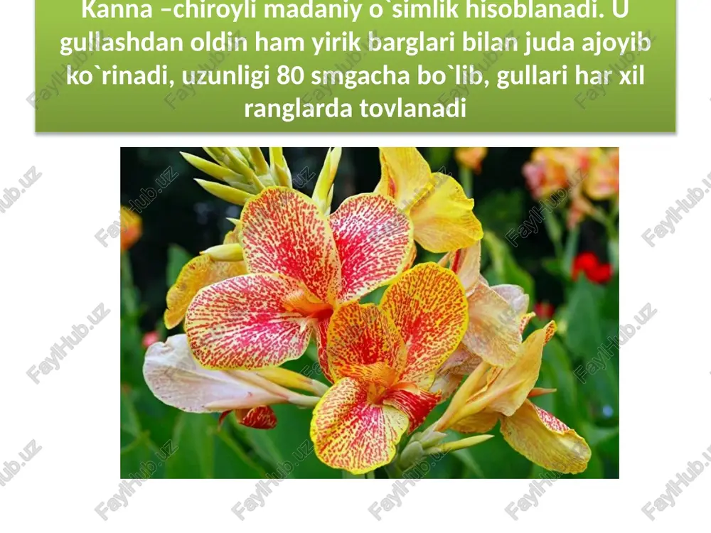 kommelinkabilarsinfchasi - Page 5