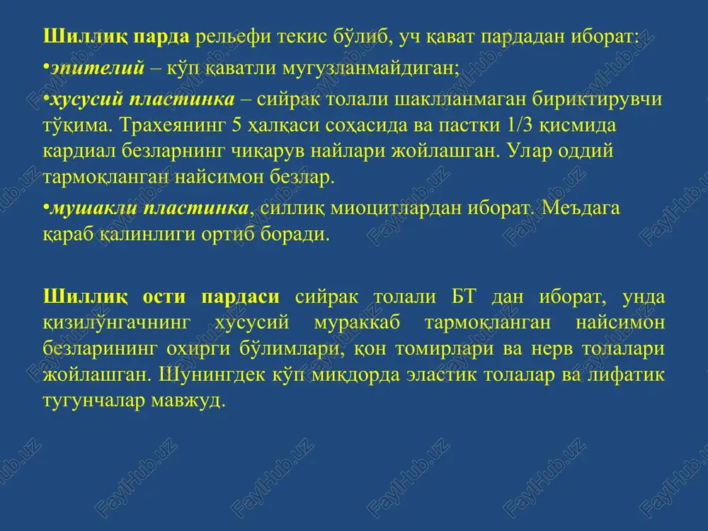 ma'ruza№5: hazm sistemasiqizilo'ngach, me'da. ichaklar - Page 5