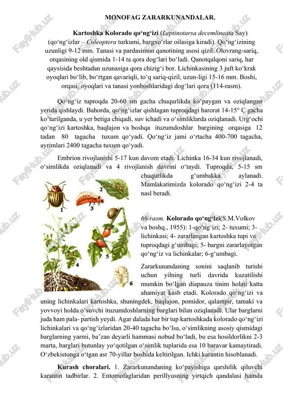 b, unda g‘umbakka aylanadi. oradan 155 2–3 hafta o‘tgach, g‘umbakdan yangi avlod kapalaklari uchib chiqadi. paxtachilikda, asosan, 1-avlod qurtlari g‘o‘zaga jiddiy zarar yetkazadi. yoz oxiri va kuz boshlarida o‘rtacha harorat 25°c dan past bo‘lganda kuzgi tunlamning qurtlari g‘umbakka aylanmay, qishlashga tayyorlanadi. o‘zbekistonda 3 marta nasl beradi. ko‘sak qurti (heliothis armigera hb) (noctuidae – tunlamlar oilasi, lepidoptera – tengqanotlilar turkumi) g‘o‘za tunlamining qurti – ko‘sak qurti g‘o‘zaning guli, shonasi va ko‘saklarini, makkajo‘xorining so‘rtasini, pomidor mevalarini, bamiya, kanop va kanopning g‘unchalarini, no‘xat dukkaklarini va boshqa ko‘pgina o‘simliklarning hosil organlarini zararlaydi. zararlangan shona va yosh tugunchalar ko‘pincha to‘kilib ketadi. ko‘sak qurti ba’zan barglarni ham zararlaydi. ozarbayjonning mugon cho‘lida ko‘sak qurti ko‘plab urchigan ba’zi yillari paxta hosilining 20–30%, ayrim xo‘jaliklarda esa 70% va undan ham ko‘proq qismi nobud bo‘lgan. o‘rta osiyoda, jumladan, janubiy tojikistondagi ayrim xo‘jaliklarda ko‘sak qurti hosil organlarining 12% ga yaqinini nobud qiladi. umuman olganda, tojikistonda yalpi paxta hosilining 30% ga yaqini …
