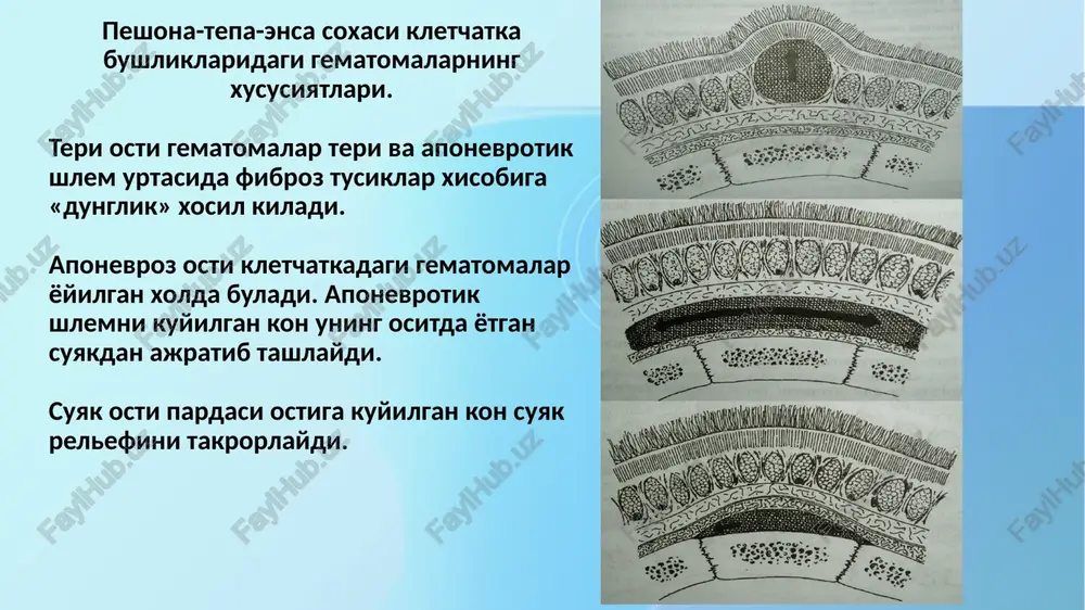 kallagumbazining klinika anatomiyasi - Page 5