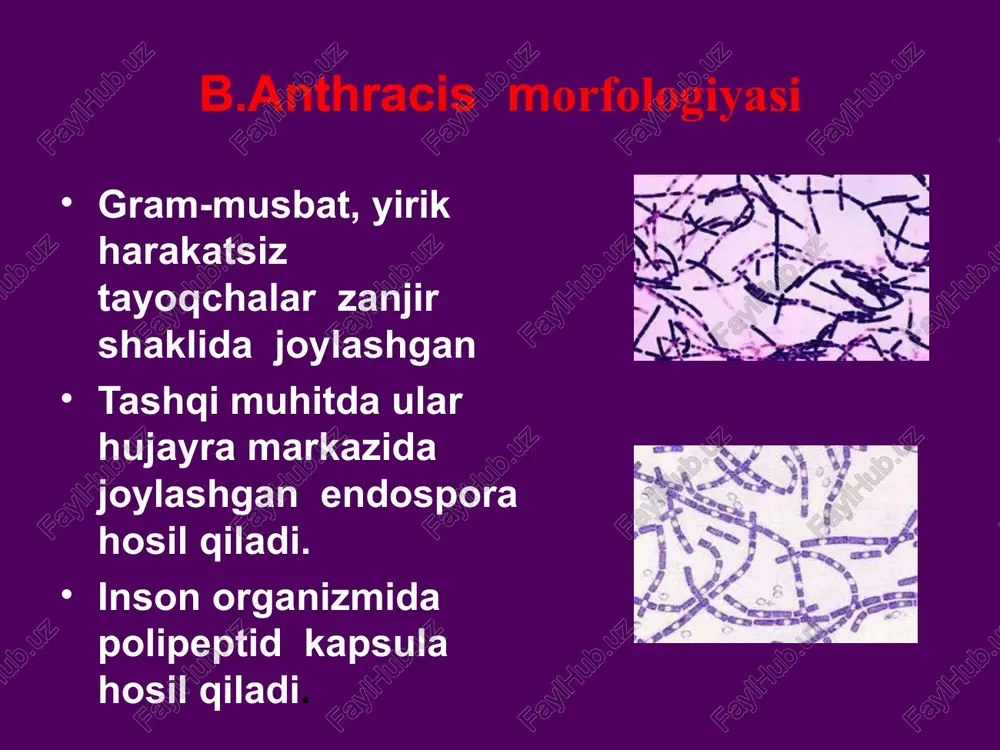 psulaga ega sporasi yo’q ular past haroratga chidamli, balg'amda yaxshi saqlanadi, lekin 55 ° c haroratda ular 10-15 daqiqa ichida o'ladi va qaynatilganda -bir zumda. y.pestis, leffler bo’yicha bo’yash (metilen ko'k) y. restis qonli surtmada. mikroskopiya antitelolarni bo'yash 200x y. pestisning hujayra ichidagi parazitligi kultural xususiyati fakultativ anaerob uning o'sishi uchun optimal harorat 28 ° c . oddiy ozuqa muhitida o'sadi koloniyalar - qonli agar va mackonki muhitida “krujevali ro'molcha" y.pestis antigenlari antigen tuzilishi murakkab, 30 ta antijen ma'lum; hujayra tuzilmalari va ishlab chiqarilgan oqsillar antijenik xususiyatlarga ega; tashxisda eng muhimlari: -o-antigen = tashqi membrana lps (enterobakteriyalar bilan determinantlarni taqsimlaydi) -turga xos k-kapsulali antigen "sichqoncha" toksini y.pestis patogenlik omillari adgeziyalar - pili, tashqi membrana tuzilmalari invaziv - fibrinolizin, neyraminidaza, pestisin, aminopeptidaza antifagotsitik - kapsula, ph6 antijeni, v- va w-antigenlari, superoksid dismutaza. toksinlar - endotoksin (hujayra o'limidan keyin chiqariladi), "sichqoncha toksini" (odatiy av tuzilishga ega oqsil tabiati; jigar va yurakning hujayrali …