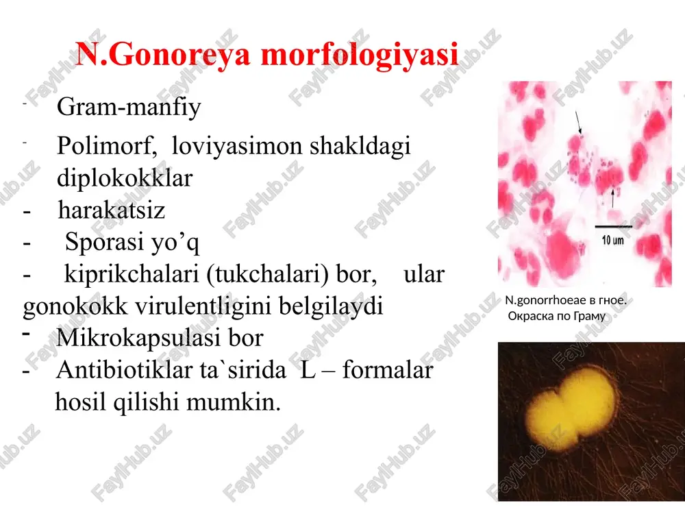 uza oqsillardir. invazivlik - spiral shakl va harakatchanligi hisobiga ta'minlanadi antifagotsitar xususiyatlar – psevdokapsula, yuza lipoproteinlar antigen o'zgaruvchanlik qobiliyati (mimikriya)- immunitetdan qochishiga yordam beradi yuqish yo'li xarakteristika jinsiy yo'l yuqishning asosiy yo'li, teri va shilliq pardalarning butunligi buzilgan hollarda maishiy-kontakt o'pishish, tishlash, emizish, shuningdek, tibbiyot xodimlarining professional bevosita aloqalari paytida. gemotransfuzion sifilisli bemorning qonini quyishda (transplantatsiya) transplatsentar homiladorlik davrida platsentaning jaroxatlangan tomirlari orqali infeksiya kirib, homila zaxmi (tug`ma zahm) ni keltirib chiqaradi. zaxmni ona suti orqali yuqish hollari ham kuzatilgan epidemiologiyasi manba - kasal odam, antroponoz zaxmning davrlari birlamchi zahm treponema kirgan joyida ko`payadi – qattiq shankr (birlamchi affekt) hosil bo`ladi. og`riqsiz zich yara, regionar limfa tugunlarining yallig`lanishi bilan tavsiflanadi. 5-6 hafta davom etadi. shankr o`rtasidagi ajralmada treponemalar ko`p miqdorda aniqlanadi. o`z vaqtida, adekvat davolanmasa ikkilamchi zahmga o`tadi. sifilisning klinik ko'rinishlari (qattiq shankr) ikkilamchi zahm - 2-3 yil davom etadi. infektsiyani generalizasiyalashishi natijasida qon tomirlari, limfa tizimi, ichki organlar, suyak …