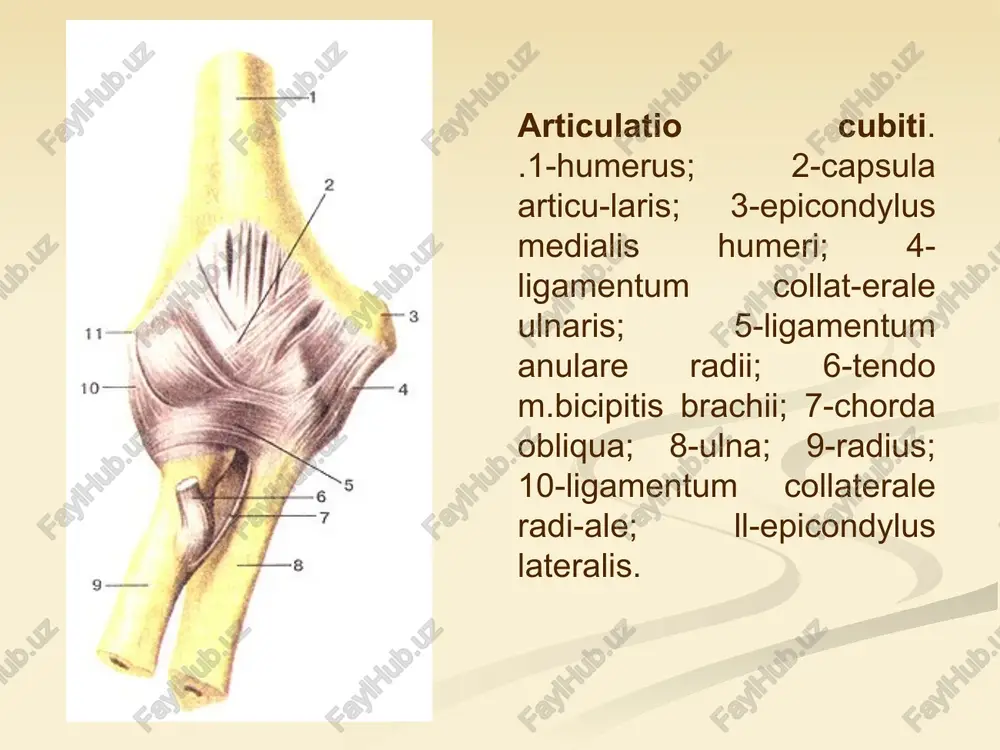 m kapsulasiga ega. bilak-kaft usti bo'g'imi lig. collaterale carpi ulnare bilak, kaft yuza tomondan lig. radiocarpeum palmare, orqa tomondan lig. radiocarpeum dorsale bilak mustahkamlangan. kaft ustining o'rta bo'g'imi oxiri 4 ta suyaklararo bo'g'imlarni o'z ichiga oladi. kaft usti suyaklari o'zaro suyaklararo boylamlar ligg.intercarpea interossea bilan birlashgan. bu bo'g'imlar articulationes intercarpea deyiladi. bu bo'g'imlar ko'ndalang joylashgan kalta ligg.intercarpea palmaria et doisalia va lig. carpi radiatum bilan mahkamlangan. qo'l panja bo'g'imlarda frontal o'q atrofida bukish-yozish, sagittal o'q atrofida uzoqlashtirish -yaqinlashtirish harakatlari bajariladi. qo'l panja suyaklari birlashuvlari-articulationes manus 2. no'xatsimon suyak bo'g'imi, art. ossis pisiformus. no'xatsimon suyak uch qirrali suyak bilan alohida bo'g'im hosil qiladi. bu suyak m.flexor carpi ulnaris ning payi ichida yotadigan kunjutsimon suyakdir. 3. kaft usti - kaft bo'g'imlari, art.carpometacarpeae. kaft usti suyaklarining distal qatori va kaft suyaklari asoslari oralig'ida tashkil topadi. bundan i barmoqning bo'g'imi mustasno. bu bo'g'imlarning hammasi yassi bo'g'imlar bo'lib ligg.carpometacarpea palmaria et dorsalialar bilan mustahkamlangan. bundan …