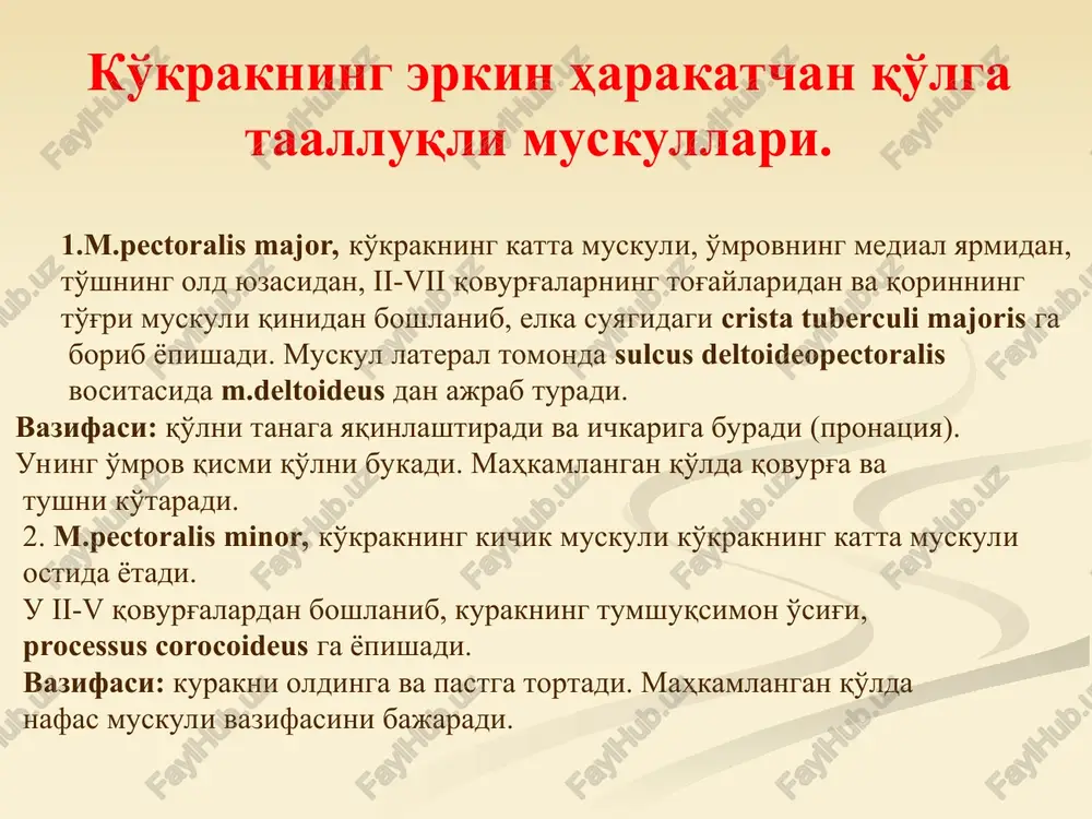 ng lateral 3 qismidan boshlanadi. muskul tolalari yuqoriga elpig'ich shaklida yo'nalgan. muskulning orqa tutamlari yuqoriga ko'tarilib xii, xi va x qovurg'alarning pastki chetiga yopishadi. muskulning oldingi tutamlari keng aponevrozga aylanadi. qorinning ichki qiyshiq muskuli aponevrozi qorinning to'g'ri muskuli yon chetiga kelganda old va orqa varaqqa ajraladi. shuning natijasida m.rectus abdominis ga qin hosil bo'ladi. aponevrozning old va orqa varaqlari yana medial tomonda birlashib, linea alba sohasida qarama-qarshi tomonning bir xil tuzilmasi bilan bitishib ketadi. muskul o'zining tashqi va ichki yuzasida fastsiya bilan qoplangan. 2. qorinning ichki qiyshiq mushagi qorin muskullari. m.transverses abolominis qorinning ko'ndalang muskuli. qorin muskullarining ichkari va yupqasidir. qorinning ko'ndalang muskuli pastki 6 ta qovurg'alarning ichki yuzasidan boshlanadi. pastdan va orqadan fascia thoracolumbalis ning chuqur varag'idan, eng pastda esa yonbosh suyagi qirrasi va chov boylamining lateral 3/2 qismidan boshlanadi. muskul tolalari ko'ndalang holda oldinga va medial tomonga yuradi va keng aponevrozni hosil qiladi. qorinning ko'ndalang muskuli aponevrozi qorinning …