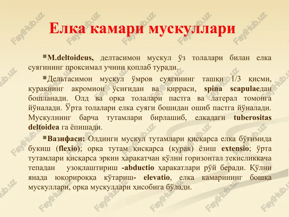 dan muskul. elkadagi epicondylus medialis dan boshlanib, ii kaft suyagi asosiga yopishadi. vazifasi: qo'l panjasini bukadi. boshqa muskullar bilan birga bilak suyak tomonga uzoqlashtiradi. m.palmaris longus, uzun kaft muskuli. oldingi muskuldan medialroq joylashadi. muskul epicondylus medialis dan boshlanib, bilakning yuqori qismida payga o'tadi. bu pay retinaculum flexorum ning ustidan aponeurosis palmarisga o'tadi. ko'p holda bu muskul bo'lmasligi ham mumkin. vazifasi: kaft aponevrozini taranglaydi va qo'l panjani bukadi. oldingi guruh muskullari (yuza qavat) m.flexor capri ulnaris tirsak tomondagi kaft ustini bukuvchi muskul, bilakning tirsak tomonida turadi. elkaning epicondylus medialis dan boshlanadi va kaft ustidagi no'xatsimon suyakda, ilmoqli suyakda va v kaft suyagida tugaydi. vazifasi: qo'l panjani bukadi va yaqinlashtiradi. m.flexor digitorum superficialis barmoqlarni bukuvchi yuza muskul, yuqorida tahlil etilgan 4 ta muskulning ostida yotadi. muskul elka suyagining epicondylus medialis, tirsak suyagidagi processus coronoideus va bilak suyagining yuqori qismidan boshlanib, distal tomonda muskul to'rtta payga ajraladi. muskul paylari canalis carpalis orqali kaftga …