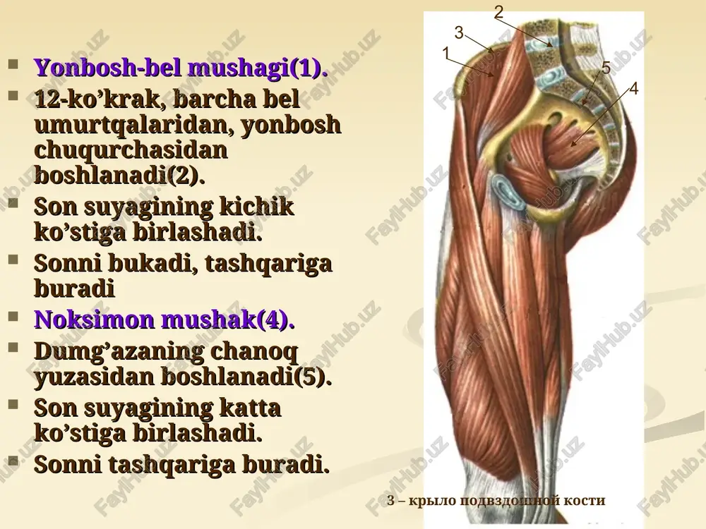 sohasidan) va pastga yo'nalib, umumiy payga o'tadi. bu muskulning ikki cheti lateral va medial serbar muskullar bilan yopilib turadi. uning oldida esa m.rectus femoris yotadi. sonning oldingi guruh muskullari bu to'rtala muskul qo'shilishidan hosil bo'lgan umumiy pay tizza qopqog'ining asosi va ikki yon chetiga yopishib pastga lig. patellae ga davom etadi. lig. patellae o'z navbatida tuberositas tibiae ga yopishadi. bunda son muskullarining kuch elkasi tizza qopqog'i hisobiga ortadi va aylanish moment ortadi. vazifasi: boldirni tizza bo'g'imida yozadi. m.rectus femoris esa chanoq-son bo'g'imi ustidan o'tgani uchun uni bukadi. m.sartorius chevarlar muskuli, spina, liaca anterior superiori dan boshlanib, pastga, medial tomonga yo'naladi va boldir fastsiyasi, tuberositas tibiae ga yopishadi. vazifasi: tizza bo'g'imini bukadi. agar u bukilgan holda bo'lsa boldirni propatsiya qiladi. chanoq-son bo'g'imida bukish va supinatsiya qilishi mumkin. 1 2 3 4 5 6 7 8 sonning to’rt boshli mushagi: sonning to’g’ri mushagi(1); medial keng mushak(3); lateral keng mushak(2); oraliq keng mushak. …