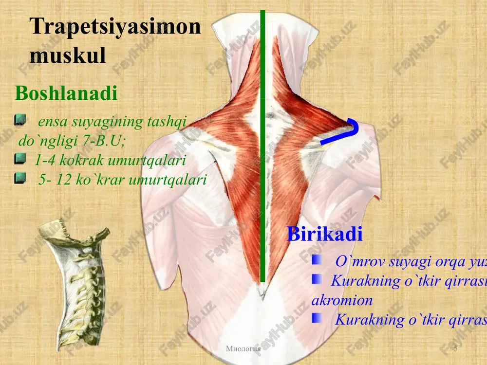 iocostalis(1), eng uzun mushak m.longissimus (2), o`tkir qirrali mushak m. spinalis(3). boshlanadi: dumgazaning orqa yuzasi, bel 11-12 kokrak umurtqalari, yonbosh suyagi qirrasining orqa qismi birikadi: qovurg`alar, boyin va kokrakning kondalang va otkir osiqchalari va ensa suyagi vazifasi: umurtqa pogonasini ozi tomonga buradi,ikkala tomondan qisqarsa um/pog`. yozadi,tanani vertical holatda ushlaydi, qovurg`alarni tushiradi 1 1 1 2 3 urgufk miologiya 24 4. ko`ndalang va otkir qirralar orasidagi mushak mm.transversospinalis yarim qirrali mushak. m.semispinalis (1) (4-6 ta umurtqa) ko`p bo`lakli mushak. mm.multifudus (cherez 2-4 pozvonka) buruvchi mushaklar. m.rotatores (3) (cherez 1-2). boshlanishi: ko`ndalang o`siqcha birikadi: o`tkir qirrali o`siqchasi 1 3 2 urgufk miologiya 26 vazifasi m. semispinalis: kokrak va boyin qismlarini yozadi.boshni orqaga tortadi 2.m.multifidus: umurtqa pogonasini bo`ylama oq atrofida buradi va yon tomonga egadi 3.m.rotatores: umurtqa pogonasini bo`ylama oq atrofida buradi urgufk miologiya 27 5. ko`ndalang o`siqchalar orasidagi mushaklar mm.intertransversarii funktsiya:umurtqa pog`onasini o`z tomoniga bukadi. 6.qirrali o`siqlar orasidagi mushaklar mm.interspinalis funktsiya: umurtqa …