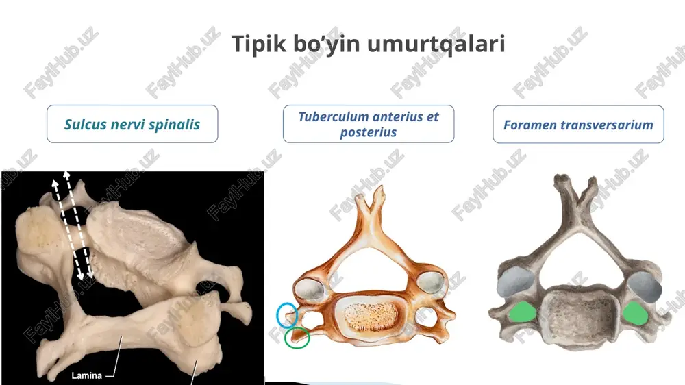 sh suyagining ichki yuzasi va o’mrov suyaklari orasida tortilgan. bo’yin fassiyalari 4.bo’yinning ichki fassiyasi(fascia endocervicalis)- 2ta varag’dan iborat: visseral varag’i bo’yin sohasidagi har bir a’zoni o’rasa,pariyetal varag’i barcha azolarini ustidan o’raydi. 5.bo’yinning umurtqa oldi fassiyasi(fascia prevertebralis)-yuqoridan ensa, pastdan ko’ks oralig’igacha davom etadi. parij anatomik nomenklaturasiga asosan bo’yin fassiyalari 3ta plastinkadan iborat: 1.yuza plastinka(lamina superficialis)- bo’yinni har tomonlama o’rab,yuqoridan to’sh-o’mrov-so’rg’ichsimon mushakni,pastdan o’mrov va to’sh suyagigacha boradi. 2.kekirdak oldi plastinkasi(lamina pretrachealis)-o’mrov suyagi, to’sh suyagi va til osti suyagi o’rtasida tortilgan. 3.umurtqa oldi plastinkasi(lamina prevertebralis)-halqumning orqasida joylashib,umurtqa oldi va narvonsimon mushaklar ni o’rab oladi. bo’yin uchburchaklari to’sh-o’mrov-so’rg’ichsimon mushakning old va orqa tomoniga qarab lateral va medial sohadagi uchburchaklarga bo’linadi: 1.lateral sohadagi uchburchakka ikkita uchburchak kiradi: a)yuqorigi kurak-trapetsiyasimon uchburchagi(trigonum omotrapezoideum) b)pastki kurak-o’mrov uchburchagi(trigonum omoclaviculare) 2.medial sohadagi uchburchaklarga kiradi: a)uyqu uchburchagi(trigonum caroticum) b)kurak-kekirdak uchburchagi(trigonum omotracheale) c)pastki jag’ osti uchburchagi(trigonum submandibulare) pirogov uchburchagi joylashgan bo’lib,unda til arteriyasi yotadi. d)engak osti uchburchagi(trigonum submentale) bo’yin uchburchaklari(trigonum colli) narvonsimon …