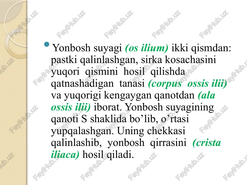 s articularis superior) joylashgan. katta boldir suyagining do’ngsimon o’simtalarining bo’g’im yuzasi o’zaro do’ngsimonaro tepalik (eminentia intercondularis) bilan ajralgan. bu tepalik ikki: ichki va tashqi bo’rtiqlarga (tuberculum intercondularae medialis et lateralis) bo’linadi. do’ngsimon o’simtalararo tepalikning oldingi yuzasida oldingi chuqurcha (area intercondularis anterior), orqasida yuzasida esa orqa chuqurcha (area intercondularis posterior) bor. tashqi do’ngsimon o’simtaning lateral tomonida biroz orqaroqda kichik boldir suyagi birlashadigan kichik boldir bo’g’im yuzasi (facies articularis fibularis) joylashgan. katta boldir suyagining tanasi (corpus tibiae) uch qirrali. oldingi qirrasi (margo anterior) o’tkir bo’lib, teri ostida bilinib turadi. u yuqori tomonda kengayib, sonning to’rt boshli mushagi birikadigan katta boldir suyagi bo’rtig’ini (tuberositas tibiae) hosil qiladi. medial qirra (margo medialis) biroz to’mtoq. lateral qirra kichik boldir suyagiga qaragani uchun suyaklararo qirra (margo interossea) deyiladi. katta boldir suyagini uchta yuzasi tafovut qilinadi. medial yuzasi (facies medialis) silliq, bevosita teri ostida joylashgan. lateral yuza (facies lateralis) va orqa yuzasi (facies posterior) mushaklar bilan qoplangan. …