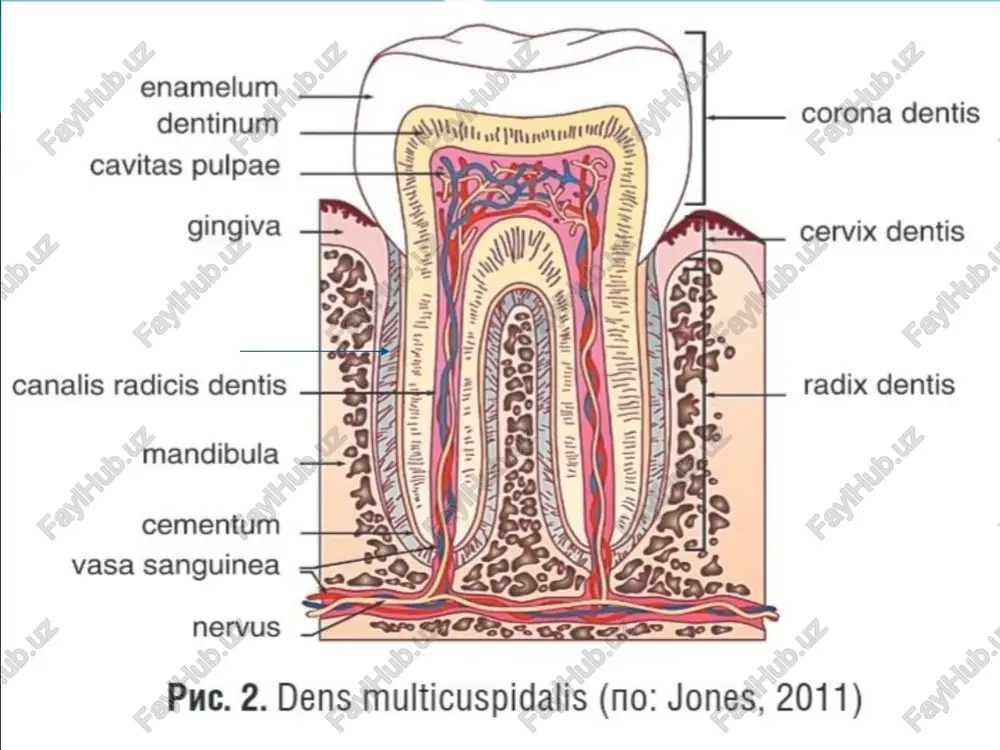 moslashgan aniqlovchi ishtirokidamurakkab anatomik termin strukturasi - Page 5