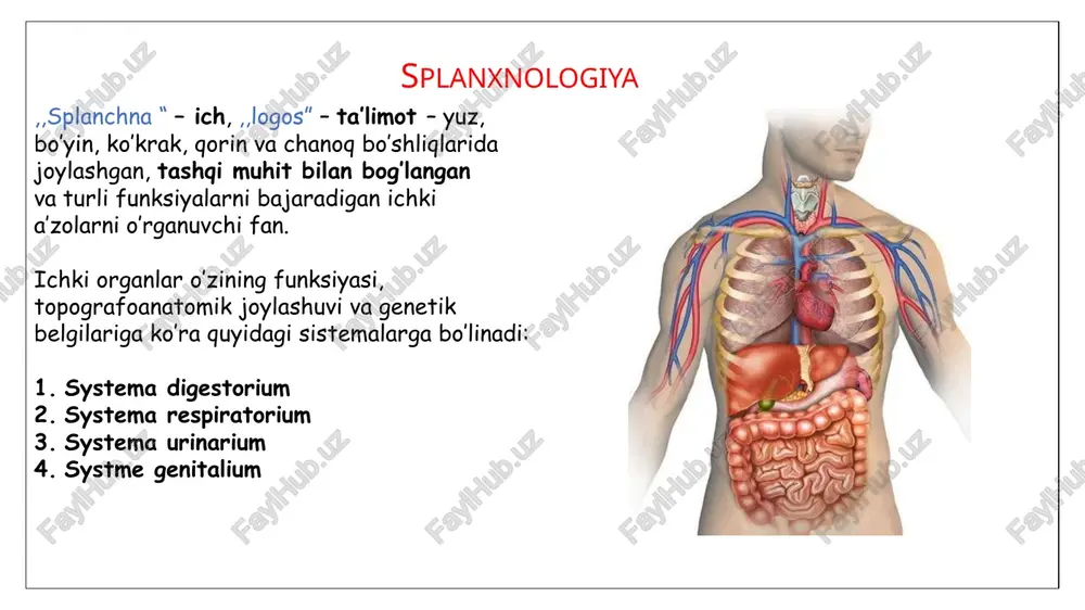 adi pars laryngea( laryngopharynx) – c4- c6 ro’parasida joylashgan, aditus laryngis orqali hiqildoqqa ochiladi recessus piriformis mikroskopik tuzilishi: tunica mucosa ko’p qavatli yassi muguzlanmaydigan epiteliy pirogov – valdeyer limfo-epitelial halqasi tonsilla pharyngea tonsilla tubaria – 2 ta tonsilla palatina – 2 ta tonsilla lingualis 2. fascia pharyngobasilaris tela submucosa yo’q, o’rniga shu fassiya shakllangan halqumni kalla asosiga fiksatsiyalaydi 3. tunica muscularis ko’ndalang – targ’il muskullardan iborat, ko’taruvchi va qisuvchi muskullar hosil qiladi yutish fazasini normal o’tishini ta’minlaydi 4. tunica adventitia halqum muskullari qisuvchi muskullar tepadan pastga qarab ketma-ket qisqaradi bir-birini cherepitsa singari yopadi raphe pharyngis – halqum orqa devorida joylashgan biriktiruvchi to’qimadan iborat qisuvchi muskullar birikadigan chok. m.constrictor pharyngis superior pars pterygopharyngea pars buccopharyngea pars mylophrayngea pars glossopharyngeal m.constrictor pharyngis medius m.constrictor pharyngis inferior pars thyropharyngea pars cricopharyngea 2. ko’taruvchi muskullar - halqumni ko’taradi m.stylopharyngeus boshlanadi: processus styloideus birikadi: halqum yon devoriga m.salpingopharyngeus boshlanadi: pars cartilaginea tubae auditivae birikadi: halqum …
