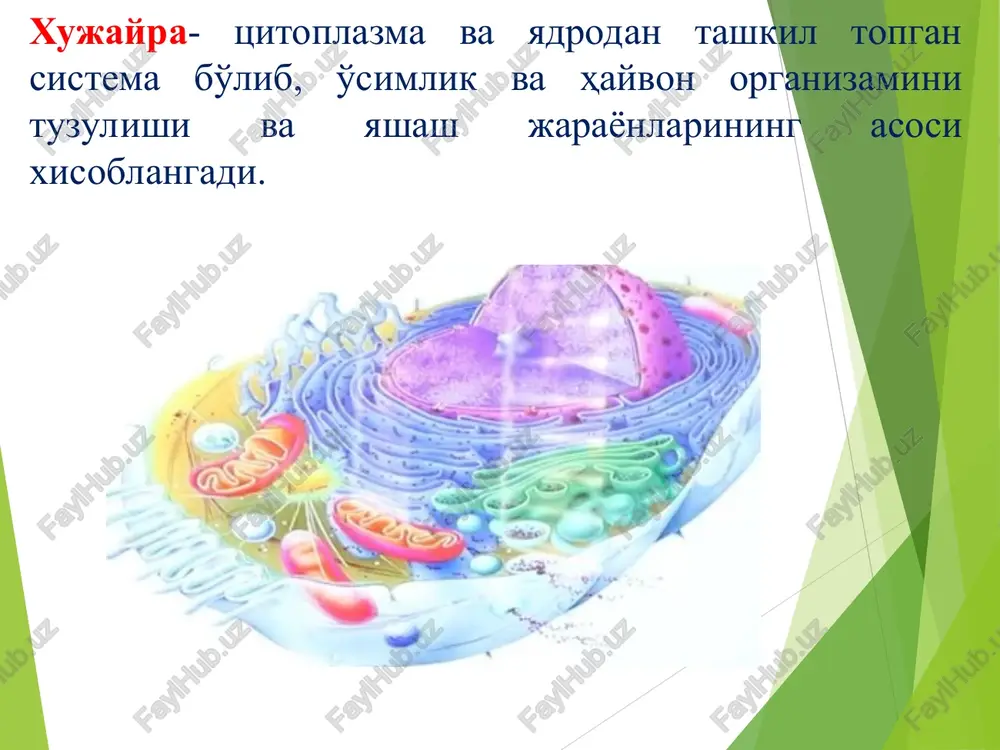 alash (hujayraviy nafas olish orqali) hujayra metabolizmi va apoptozda (rejali o'lim) ishtirok etish hujayra uchun kerakli molekulalarni sintez qilish. sport bilan shug'ullanuvchi odamning mushaklaridagi mitoxondriyalar soni shug'ullanmaydigan odamlarga nisbatan ko'p bo'ladi. 1 – tashqi membrana; 2 –mebranalar aro bo'shliq 3 – ichki membrana; 4 – kristalar; 5 - matriks lizosoma-tsitoplazmada joylashgan ko'p sonli organoidlar bo'lib bir qavat membrana bilan o'ralgan qalinligi 0,4 mkmdan iborat. u golji majmuasidan yoki to'g'ridan to'g'ri endoplazmatik to'rdan xosil bo'ladi. lizosomaning bir qavat membrana bilan o'ralgan ichki qismida ko'plab gidrolitik fermentlar mavjud. bu ferment yordamida lizosoma o'z faoliyatini amalga oshiriladi. vazifasi- oqsil lipid va uglevodlarni parchalash ya'ni xujayraning ichki xazmini amalga oshitrish. hujayraviy hazm qilish – hujayra ichidagi keraksiz yoki zararlangan molekulalarni parchalaydi chetdan kirgan moddalarni yo'q qilish – bakteriyalar va viruslar hujayra ichiga kirsa, ularni parchalaydi ortiqcha organoidlarni yo'q qilish (avtofagiya) – eskirgan organoidlarni qayta ishlashga yordam beradi hujayra yo'q bo'lishi (apoptoz) – keraksiz yoki …