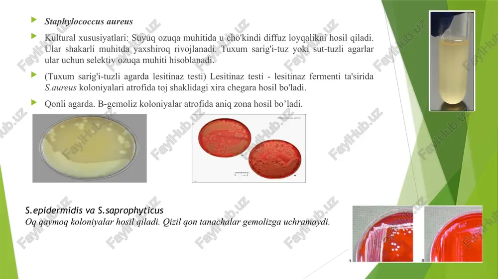 n, tarkibida oqsil mavjud. m-antigen s. pyogenes hujayra devori yuzasida oʻsimtalar (fimbriae) hosil qiladi, shuning uchun uni baʼzan fimbrial oqsil deb ham atashadi. unga qarshi hosil bo'lgan antikorlar streptokokklar bilan qayta infektsiyaga uzoq muddatli qarshilik ko'rsatadi. tashqi muhit omillariga qarshilik • streptokokklar atrof-muhit omillariga ancha chidamli. 60ºc da 30 daqiqa davomida. ular yo'q qilinadi. ular quritilgan yiring va balg'amda oylar davomida saqlanadi. • dezinfektsiyali eritmalarning odatdagi konsentratsiyasi ularni 15-20 daqiqa davomida o'ldiradi. streptokokklar - yiringli bo'lmagan infektsiyalar: erysipelas - terining flegmonaga o'xshash o'tkir yiringli bo'lmagan yallig'lanish kasalligi. teridagi qizarish va shishish kabi yallig'lanish belgilari juda yorqin va sog'lom teridan keskin farq qiladi. teri yuzasida yallig'lanish (qizarish) tarqalish tendentsiyasiga ega, uning chegaralari "olov" ni eslatuvchi chuqurchaga chiqadi. streptokokklar - yiringli bo'lmagan infektsiyalar: skarlatina - havo tomchilari orqali yuqadi, uchta asosiy simptom - angina, isitma va toshma bilan birga keladi. skarlatina qo'zg'atuvchi streptokokklarning o'ziga xos xususiyati ularning pirogen (skarlatinli) toksinni sekretsiyasidir. ushbu …