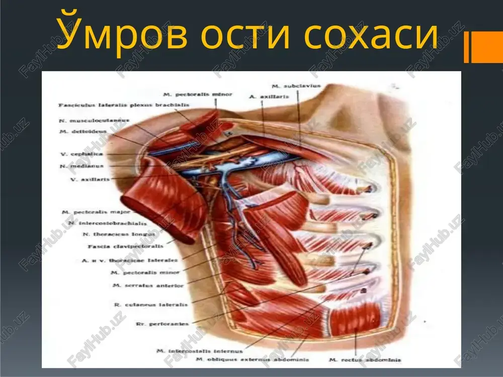 i. elka soxasining ko'ndalang kesimi elka ko'ndalang kesimi tirsak soxasi (regio cubiti). bu soxaning chegaralari (shartli ravishda): elka suyagining medial va lateral g'adir-budur tepachalarini birlashtiradigan chiziqdan, ikki barmok ustidan va ostidan o'tkazilgan ko'ndalang chiziqlar o'rtasiga to'g'ri keladi. tepachalar orqali o'tkazilgan tik chiziqlar uni ikkita: oldingi va orqa soxalarga bo'ladi. tashqi belgilari: ikki yon tomonda bilak suyagining medial va lateral g'adir-budur dumboqchalari, orqadan tirsak suyagining tirsak o'simtasi (olecranon) yaxshi bilinib turadi. olecranondan tashqarida, tashqi dumboqchadan taxminan 1 sm pastroqda, terida chuqurcha ko'rinadi. uning tubida bilak suyagining boshchasini paypaslab topish mumkin. tirsak soxasining tashqi tomonidan — v. cephalica, ichki tomonidan — v. basilica, o'rtasida v. mediana cubiti nomli teri osti venalari o'tadi. tirsak soxasi bilak soxasi bilak (antebrachium). soxaning yuqori chegarasi — elka suyagi medial va lateral tepachalarini birlashtiruvchi chiziqdan 4 sm pastda, pastki chegarasi — bilak suyaklarining bigizsimon o'simtalaridan 1 sm yuqorida o'tadi. elka suyagining medial va lateral tepachalaridan bilak xamda …