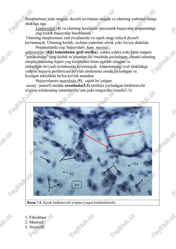 lib turadi. ushbu qatlamlar endotenoniy (3) deb ataladi. 2-tartibdagi tutamlar 3-tartibli (6) tutamlarga birlashadi, ular yanada rivojlangan biriktiruvchi to'qima membranalari bilan o'ralgan. ular peritenoniy (5) deb ataladi. kichkina paylarning tuzilishi uchinchi tartibdagi bir tutam bilan cheklanishi mumkin. katta paylar 3-tartibdagi bir qator tutamlarni o'z ichiga oladi va ular yanada rivojlangan biriktiruvchi to'qima qavatlari, tomirlar va nervlar bilan o'ralgan - epitenoniy (7). 3 1 4 3 4 2 2 1 5 rasm 7.6. zich shakllangan biriktiruvchi to'qima (payning ko'ndalang kesimi) (yuqori kattalashtirish) 1. pay hujayralari (tendinotsitlar) 2. 1-tartibli pay tutami 3. endotenoniy 4. ikkinchi tartibli pay tutami 5. peritenoniy 6. uchinchi tartibli pay tutami 7. epitenoniy (kesimda mavjud bo'lsa) vazifa: 1) albomda dars protokolini yaratish; 2) 7.5 va 7.6 fotosuratlaridan foydalanib, belgilar ro'yxatiga muvofiq preparatning xarakterli tuzilmalarini ko'rsatadigan eskizni yarating. dars mavzusiga oid savollar 1. tananing etuk to'qimalarining shakllanishida mezenximaning kelib chiqishi, tuzilishi va roli. 2. biriktiruvchi va qo'llab-quvvatlovchi to'qimalarning kelib …