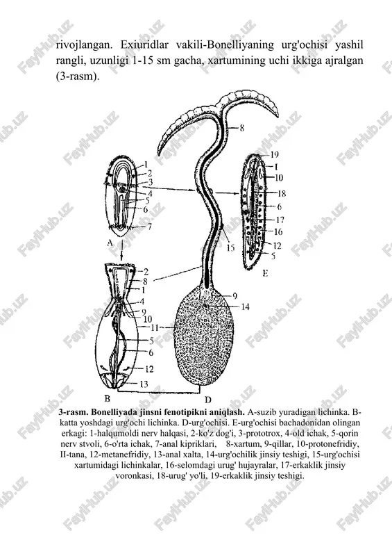 ini yo‘qotgan. 2-mavzu: mollyuskalar(mollusca) tipining umumiy tavsifi va sistematikasi. yonbosh nervlilar (amphineura) kenja tipi. chig'anoqlilar (conchifera) kenja tipi. monoplakoforalar (monoplacophora) va qorinoyoqlilar(gastropoda) sinflari. reja 1. mollyuskalar(mollusca) tipining umumiy tavsifi va sistematikasi. 2. yonbosh nervlilar (amphineura) kenja tipi. 3. chig'anoqlilar kenja tipining umumiy tavsifi va sistematikasi. 4. qorinoyoqlilar sinfi vakillarining tuzilishi, ko‘payishi va rivojlanishi. 5. qorinoyoqlilar sinfining klassifikatsiyasi, tarqalishi va ahamiyati. mollyuskalar tipi vakillarining tanasi bo‘g‘imlarga bo‘linmagan, ko‘pincha mantiya-terisi ajratib chiqargan ohakli chig‘anoq ichiga joylashgan. dengiz va okeanlarda yashaydigan mollyuskalarning chig‘anog‘i qalin, chuchuk suvdagilariniki yupqa, quruqlikda yashaydiganlariniki kam rivojlangan yoki ko‘pincha bo‘lmasligi mumkin. parazit formalarining chig‘anoqlari butunlay yo‘qolgan. chig‘anoqlari ustki muguz, o‘rta ohak, ichki yaltiroq sadaf qavatidan iborat. mantiya, ya'ni teri burmasi tanasini tashqi tomondan o‘rab turadi. mantiya bilan tanasi oralig‘ida mantiya bo‘shlig‘i hosil bo‘ladi.mantiya bo‘shlig‘ida jabralar, sezgi organlari joylashgan. mantiya bo‘shlig‘iga buyrak, orqa ichak va jinsiy organlarining chiqaruv teshiklari ochiladi. odatda mollyuskalarning nerv sistemasi tanasining turli qismlarida joylashgan nerv tugunlaridan …