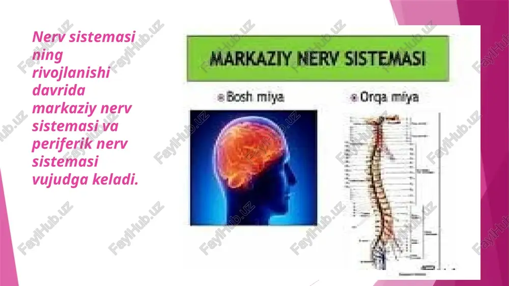 granit ochib berdi bosh miya katta yarimsharlari katta yarimsharlar bosh miyaning 80% ini tashkil qiladi. katta yarimsharlar po‘stlog‘i 5 mm gacha qalinlikdagi kulrang modda qatlamidan tashkil topgan. neyronlar po‘stloqning hamma yerida ham tekis taqsimlanmaganligi uchun ham po‘stloq 87 sitoarxitektonikasi ajratiladi. birmuncha bir xil tuzilishga ega bo‘lgan neyronlar alohida qatlam ko‘rinishida joylashadi. qadimiy, eski va yangi po‘stloq qismlarga bo‘linadi. qadimiy po‘stloqqa hidlov miya, eski po‘stloqqa - gippokamp, yangi po'stloqqa esa qolgan hamma sohalar kiradi. neyronlaming tanasi 6 qavatdan iborat qavatlaming qalinligi, ulaming chegaralanishi, yangi po‘stloqning turli bo‘limiarida hujayralaming kattaligi, miqdori o‘zgarib turadi. birinchisi - po'stloqning eng yuza molekulyar qavati. image1.png image2.png image3.png image4.png image5.png image6.png image7.png image8.png image9.png image10.png image11.png image12.png image13.png image14.png image15.png image16.png image17.png image18.png image19.png image20.png image21.png image22.png image23.png image24.png image25.png image26.png /docprops/thumbnail.jpeg