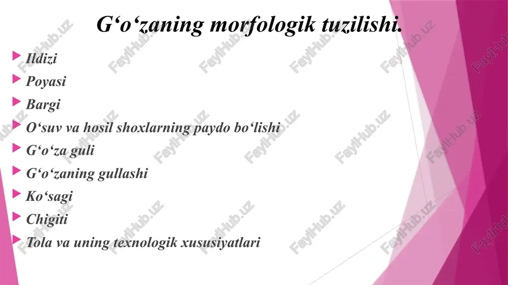 n shu tartibda o’tadi. agar g’o’zada 15 hosil shoxi bo’lsa pastdan yuqoriga qarab har bir 3 shox bitta yarusni tashkil etadi. masalan: 1 yarus-1, 2, 3 shoxlardan, 2 yarus-4, 5, 6 shoxlardan, 3 yarus-7, 8, 9 shoxlardan, 4 yarus-10, 11, 12 shoxlardan, 5 yarus-13,14,15 shoxlardan iborat bo’ladi. shunga o’xshash 1 konus-1,2,3 shoxning 1 bo’g’imlaridan, 2 konus-1, 2, 3 shoxning 2 va 4, 5, 6 shoxning 1 bo’g’imidan, 3 konus - 1, 2, 3 shoxning 3 bo’g’imidan, 4, 5, 6 shoxning 2 bo’g’imlaridan. 7, 8, 9 shoxning 1 bo’g’imlaridan iborat 4 konus-1, 2, 3 shoxning 4 bo’g’imidan, 4, 5, 6 shoxining 3 bo’g’imidan, 7, 8, 9 shoxning 2 bo’g’imidan 10, 11, 12 shoxning 1 bo’g’imidan iborat. 5 konus-1,2,3 shoxning 5 bo’g’imidan, 4, 5, 6 shoxning 4 bo’g’imidan, 7, 8, 9 shoxning 3 bo’g’imidan, 10, 11, 12 shoxning 2 bo’g’imidan 13,14,15 shoxning 1 bo’g’imlaridan iborat. g’o’zaning gullash sxemasi laboratoriya darsida batafsil izohlanadi …