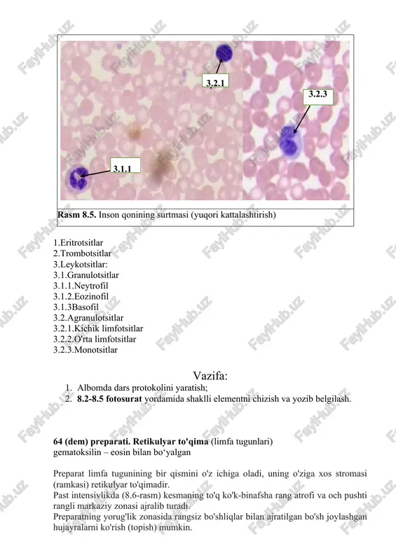 vomiyligi. 4. trombotsitlar: morfofunktsional xususiyatlari, umr ko'rish davomiyligi. 5. leykotsitlar: navlarning tasnifi, morfofunksional xususiyatlari, umr ko'rish davomiyligi. 6. gemogramma va leykotsitlar formulasi. 7. qon plazmasi. 8. retikulyar to'qima: morfofunktsional xususiyatlari, inson organizmidagi lokalizatsiyasi. dars mavzusi bo’yicha elektron mikrofotosuratlar 21. plasmotsit (elektron mikrofoto x 10000) burkitt hg, young b, heath jw "wheater's functional histology (a text) va rangli atlas)", 3e, 1993, p.196 22. yog' hujayralari a.rivojlanishning turli bosqich-laridagi adipotsitlari (bir kamerali) qo’ng’ir yog' to'qimalarining adipotsitlari (ko'p kamerali) burkitt hg, young b, heath jw "wheater's functional histology (a text and color atlas)", 3e, 1993, p.71 23. a) yetuk qizil qon hujayralari orasida qon retikulotsitlari (kresil ko'k - eosin x 1200) b)eritrotsitlar (elektron mikrofoto x 16000) c) qizil qon hujayralari orasida trombotsitlar (giemsa x 1600) d) trombotsitlar (elektron mikrofoto x 22500) burkitt hg, young b, heath jw "wheater's functional histology (a text and color atlas)", 3e, 1993, p.44 burkitt hg, young b, heath …