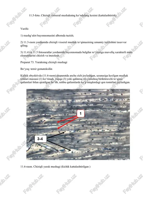 qodir. mushak to‘qimasi: umumiy xususiyatlari mushak to‘qimasining asosiy xususiyatlari quyidagilar: 1. kontraksiyalovchi qobiliyat: · mushak to‘qimasi, eng asosiy xususiyat sifatida, qisqarish (kontraksiya) va cho‘zilish (relaksatsiya) qobiliyatiga ega. bu qobiliyat mushak hujayralarining o‘ziga xos tuzilishi, ya'ni miofibrillalar va aktin hamda miozin filamentsiz bog‘lanishlariga asoslanadi. · mushak hujayralari (miyotsitlar) qattiq ravishda yig‘ilib, qisqarish va harakatlarni ta'minlash uchun moslashgan. 2. qattiqlik va elastiklik: · mushak to‘qimasi kuchli, ammo elastik xususiyatlarga ham ega. bu xususiyat to‘qimaning ish faoliyatini uzluksiz amalga oshirishga imkon beradi. 3. energiya sarfi: · mushak to‘qimasi yuqori energiya sarfi bilan ajralib turadi. mushaklarning qisqarishi uchun atp (adenozin trifosfat) energiyasi kerak bo‘ladi, shuning uchun mushaklar ko‘p miqdorda kislorod va boshqa oziq moddalarga muhtoj. 4. hujayralarining uzunligi va o‘lchamlari: · mushak hujayralari uzun va ingichka bo‘lishi mumkin, ba'zi mushaklar (masalan, skelet mushaklari) uzun bo‘lib, butun tanani qamrab olishi mumkin. ba'zi mushak turlari (masalan, yurak mushagi) esa qisqa va maxsus tuzilmaga ega. 5. ish …