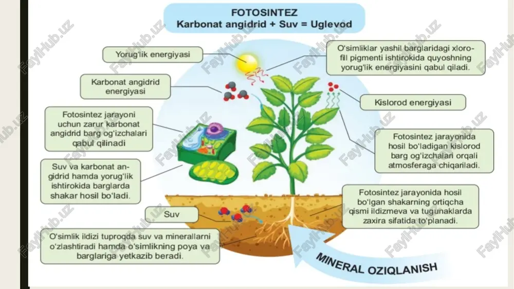 tirik organizmlarning oziqlanishi - Page 5