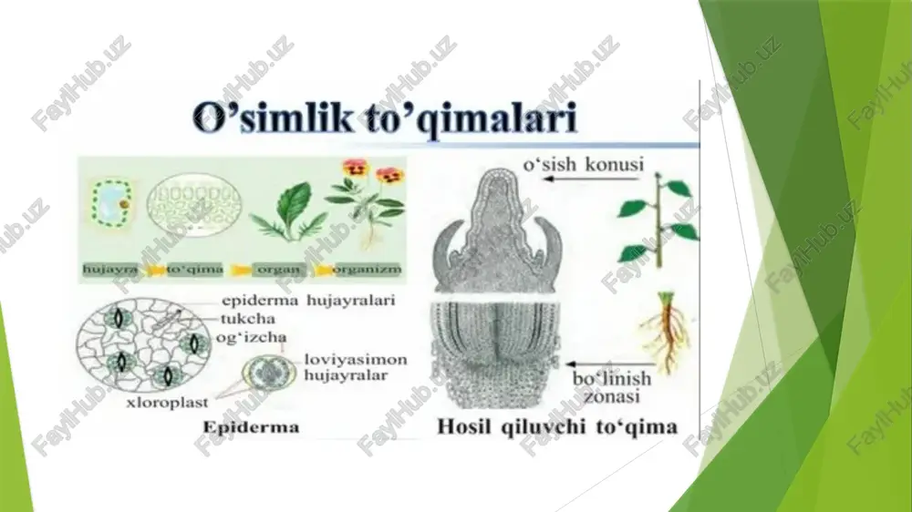 muskullar ichki organlar, masalan, oshqozon, ichak, qon tomirlar, ayirish organlari devorida bo’ladi. skelet muskullari bosh, gavda va oyoqlar harakatini, yurak muskullari esa yurakning qisqarishini ta’minlaydi. savollar 1. to‘qima deb nimaga aytiladi 2. odam va hayvon tanasida qanday to‘qimalardan tuzilgan? 3. hosil qiluvchi to‘qima turlari va funksiyalarini ayting. 4. asosiy to‘qima turlari va funksiyalarini ayting. 5. qoplovchi to‘qima turlari va funksiyalarini ayting. 6. mexanik to‘qima turlari va funksiyalarini ayting image1.jpeg image2.jpeg image3.jpeg image4.jpeg image5.jpeg /docprops/thumbnail.jpeg