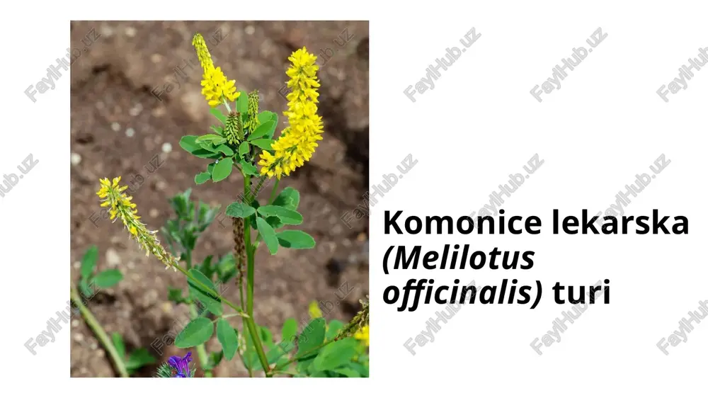 dorivor qashqarbeda (melilotus officinalis (l.) pall.) - Page 5