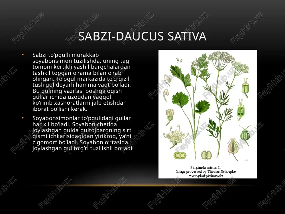 ziradoshlar oilasi - Page 5