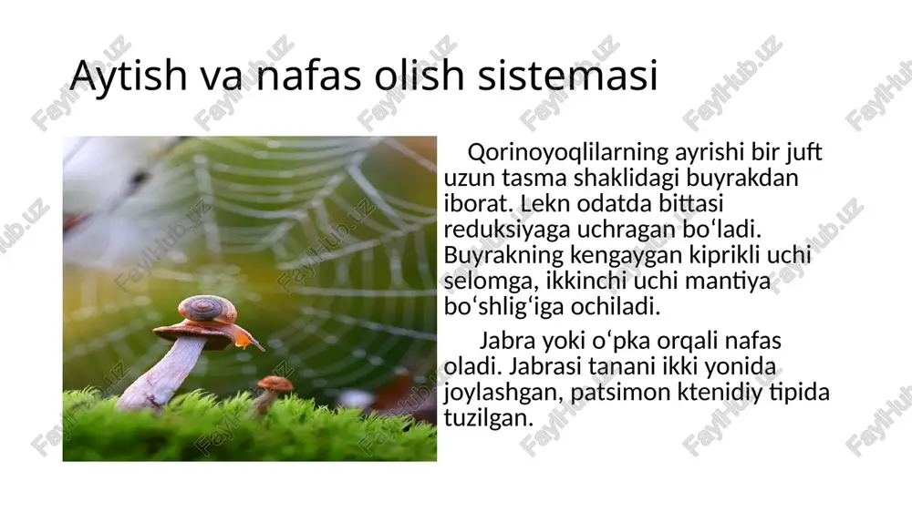 qorinoyoqlilar (gastropoda) sinfi - Page 5