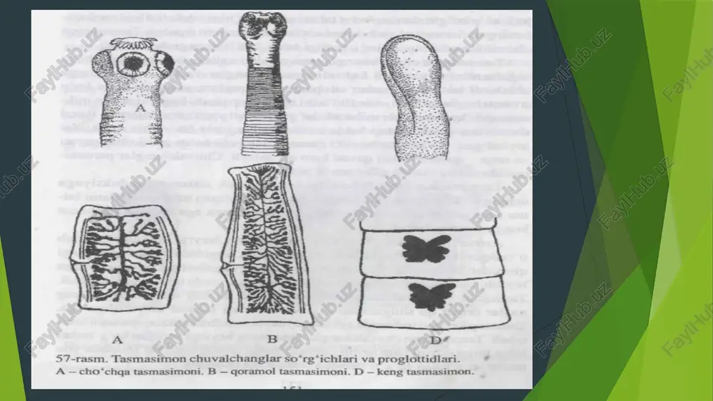tasmasimonchuvalchanglar(cestoda)sinfi - Page 5