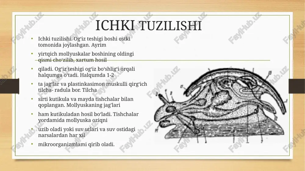 qorinoyoqlilar sinfi-gastrapoda - Page 5