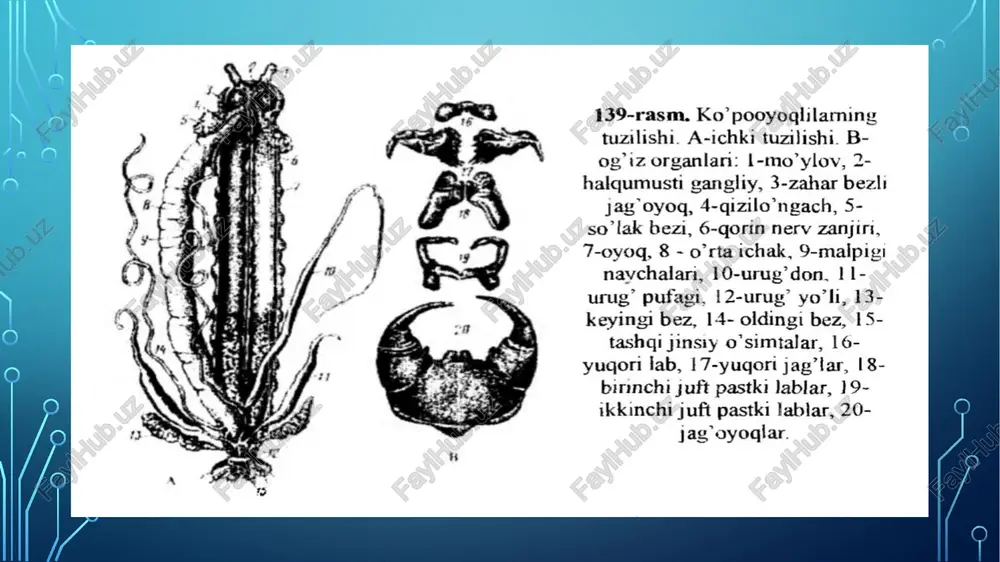 brional rivojlanishi esa bir necha xil boiadi. bir qancha laboyoqlilar (geofillar, skolopendralar) tuxumidan oyoqlari va tana bogimlari to’la rivojlangan, voyaga yetgan davriga o’xshash yosh hayvon chiqadi. bu o’zgarishsiz. ya’ni bevosita rivojlanishdir. ikkinchi xil rivojlanish- anamorfoz april laboyoqlilar va ikki juftoyoqlilar uchun hos bo’ladi. anamorfozda tuxumdan chiqqan yosh hayvonning tana bo‘g ‘imlari toliq bolmaydi. po’stembrional rivojlanish davomida har bir tullashdan keyin tananing keyingi uchiga yana bitta bo‘g‘im qo‘shilib boradi. yangi bo‘g‘imlar telson oldida joylashgan o‘sish zonasi hisobidan hosil boiadi. ko’poyoqlilar 10000 dan ko‘proq, faqat quruqdikda yashaydigan. tanasi uzian chuvalchangsimon hayvonlami o‘z ichiga oladi. ular, asosan kechasi faol hayot kechiradi. kunduzi toshlar, daraxt po’stlog’i va boshqa narsalar ostiga yashirinib oladi. eng yirik kivsyaklar va skolopendralar tropik maralakatlarda tarqalgan boiib, uzunligi 28 sm ga yetadi. hamma ko‘poyoqlilar yirtqich hayvonlar. mayda hasharotlar, chuvalchanglar va boshqa tuproq hayvonlari bilan oziqdanadi. ular orasida ayrim turlari zararkunanda hisoblanadi. ko’poyoqlilar simfillar, paurodalar, ikki juftoyoqlilar, laboyoqlilar kenja sinflarga ajratiladi. …