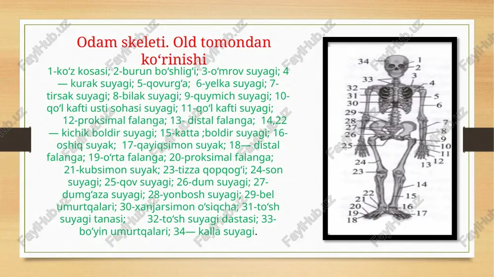 osteologiya- suyaklar haqidagi ilm - Page 5