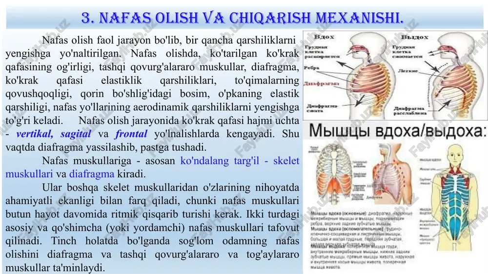 b ataladi. shunday qilib, nafas havosi (500 ml), qo‘shimcha havo (1500 ml) va rezerv havo (1500 ml) lar yigindisi o‘pkaning tiriklik sigimi deb ataladi. bu erkaklarda o‘rtacha 3500 ml, ayollarda 3000 ml bo’ladi. jismoniy mehnat, jismoniy tarbiya va sport bilan muntazam shug‘ullanuvchi, chiniqqan odamlarda o‘pkaning tiriklik sigimi ortib, 4500 ml ga yetadi. aksincha, jismonan ojiz, jismoniy mashqlar bilan shug‘ullanmaydigan odamlarda o‘pkaning tiriklik sigimi yuqorida ko‘rsatilgan normadan (3500 ml dan) kam bo’ishi mumkin. o‘pkalar tiriklik sig’imini kam yoki ko‘p bo’lishiga qarab, odamning jismonan chiniqqanligi yoki chiniqmaganligiga baho berish mumkin. bolaning yoshi ortishi bilan o‘pkaning havo sigimi ortib boradi. masalan, yangi tug’ilgan bolalar o'pkasining havo sig’imi 200 ml, 1 yoshda 800 ml, 5 yoshda 1100 ml, 7 yoshda o‘g‘il bolalarda 1400 ml, qizlarda 1200 ml, 9 yoshda o‘g‘il bolalarda 1700 ml, qizlarda 1450 ml, 11 yoshda o‘g‘il bolalarda 2100 ml, qizlarda 1800 ml, 15-16 yoshda o‘g‘il bolalarda 2500 ml, qizlarda 2100 ml …
