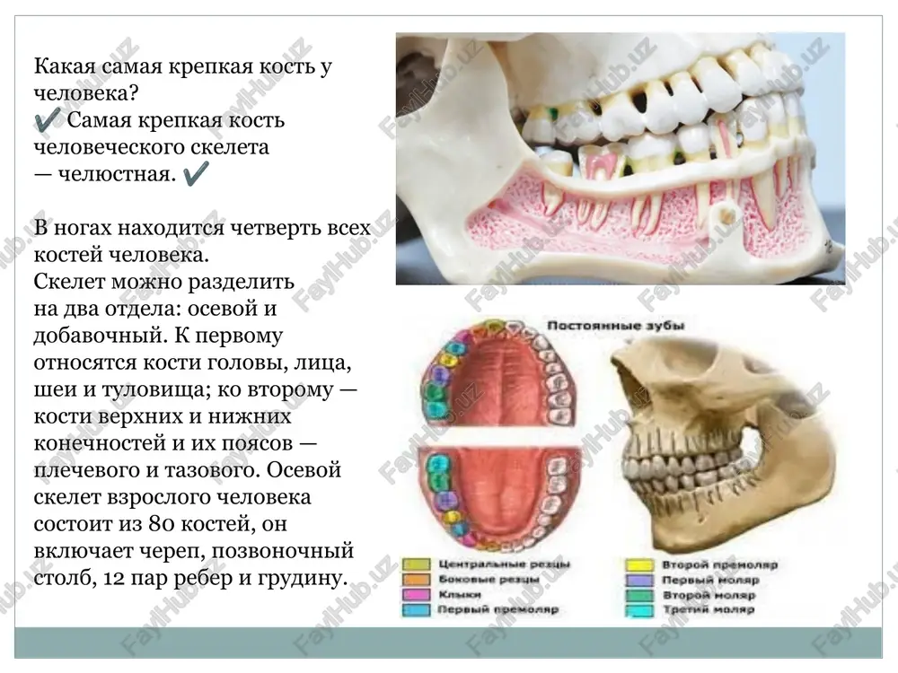 skelet tulovisha - Page 5