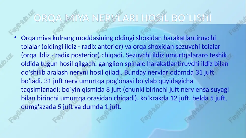 miya nervlari aralash nervlar bo`lib, ulardan quyidagi nervlar chiqadi: r.meningeus -orqa miya pardasiga boradi, qo`shuvchi shox - rr.communicantes, orqa shoxi - r.dorsalis va oldingj shoxi -r.ventralis. oldingi shox qovurg'alararo nervlar-nn.intercostales ichki va tashqi qovurg`alararo muskullar orasidan qovurg`alarga yo`naladi. qovurg'alararo nervlar (n. intercostales) i. mushak tarmoqlari (rr. musculares) (i-vi)nervlar oxiri to'sh suyagigacha borsa vil-xi nervlari qorinning ko'ndalang va ichki qiyshiq muskullari orasidan yo'nalib, ularga tolalar berib, songra qorinning m.rectumidan tarqaladi. oxirgi xii qovurg`a osti nervi(nervus subcostalis esa m.quadratus lumborum orqali qovuq suyagigacha borib, m.rectum pastki qismi va m.pyramidalis da tarqaladi. qovurg'alararo nervlar (n. intercostales) ii. teri tarmoqlari (rr. cutanei) 1) lateral teri tarmoqlari (rr. cutanei laterales) a) ko‘krak sohasi terisining lateral tarmoqlari (rr. cutanei laterals pectorales) b) qorin sohasi terisining lateral tarmoqlari (rr. cutanei laterals abdominales) c) rami mammarii lateralis 2) oldingi teri tarmoqlari (rr. cutanei anteriores) rami mammarii medialis patologik holatlar 1. nevrit (neuritis) ta’rifi: periferik nerv tolalarining yallig‘lanishi. sababi: …
