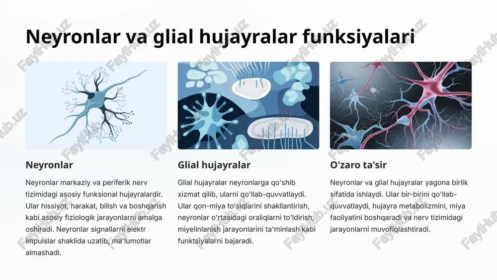 chki ta'sirga qarshi organizmning avtomatik javob reaksiyasidur. ular markaziy nerv sistemasida spinal va miya po'stlog'ida yuz beradi. reflektor yoyi reflektor yoyi afferent (duyg'u) nerv tolalaridan, markaziy nerv tizimidan va efferent (harakat) nerv tolalaridan iborat bo'lgan yaxlit yoldir. u ta'sirlovchi qo'zg'atuvchidan boshlanib, maxsus tuzilmalar orqali markaziy nerv tizimiga yetib borib, so'ngra organizm tomonidan tegishli javob reaksiyasini amalga oshiradi. reflektor yoyning asosiy qismlari duyg'u neyronlari efferent (harakat) neyronlari markaziy nerv tizimining o'rta bo'g'ini vegetativ nerv sistemasining funksiyalari 1 ichki aylanma tizimini boshqarish vegetativ nerv tizimi qon bosimi, yurak urishi, nafas olish kabi ichki organlardagi funksiyalarni boshqaradi. u organizm barqarorligi va funksional muvozanatni ta'minlashda muhim rol o'ynaydi. 2 endokrin bezlarni boshqarish vegetativ nerv tizimi gipotalamus, gipofiz va boshqa endokrin bezlarni stimullab, gormonlar ishlab chiqarilishi va ajralishini tartibga soladi. bu esa organizmdagi kimyoviy muvozanatni saqlab turadi. 3 ichki organlar ishini tartibga solish vegetativ nerv tizimi hazm, siydik, jinsiy va nafas olish a'zolarining faoliyatini boshqaradi. …
