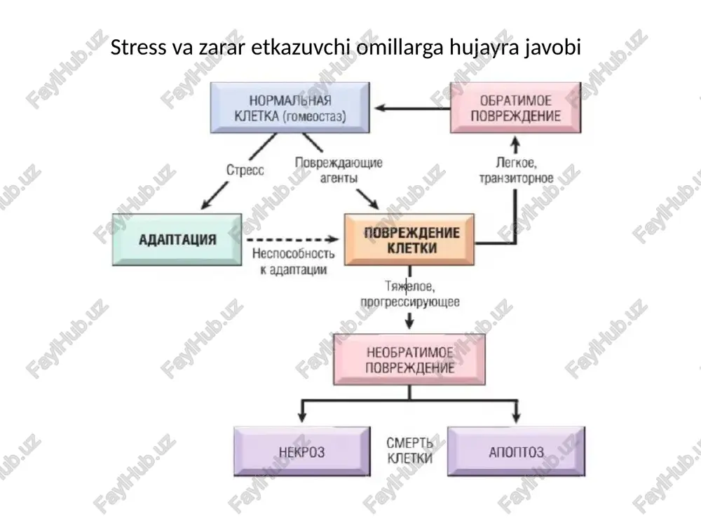 arning hujayraning hayotiy tarkibiy qismlariga ta'siri natijasidir. - har qanday zarar etkazuvchi vosita bir vaqtning o'zida ishga tushishi mumkin bir-biriga bog'langan bir nechta mexanizmlar. adenozin trifosfat (atp) zahiralarining kamayishi sabablari: - gipoksiya (ishemiya), - kimyoviy (toksik) zarar; - mitoxondrial shikastlanish. atp hosil bo'lish yo'llari • oksidlovchi fosforlanish - reaksiya mitoxondrial elektron tashish tizimi tomonidan kislorodning konversiyasi bilan yakunlanadi • glikozillanish - atp sintezi glyukoza yordamida kislorodsiz sodir bo'ladi. hujayradagi atp quyidagilar uchun zarur: - membranali transport - protein sintezi - lipogenez va metabolizm uchun zarur bo'lgan reaktsiyalar fosfolipidlar ↓hujayradagi f atp: ↓ membrananing energiyaga bog'liq faolligi natriy nasosi; - energiya almashinuvini buzadi hujayralar; - ↑hujayra ichiga kaltsiyning kirib kelishi; - ↓ oqsil sintezining . mitoxondriyal shikastlanish sabablari: - sitozolda kaltsiy miqdorining oshishi - faol kislorod shakllarining ko'payishi - gipoksiya mitoxondriyal shikastlanishning oqibatlari membranada yuqori o'tkazuvchanlik kanalining shakllanishi → o'tkazuvchanlikning oshishi va membrananing potensialini yo'qotishi → oksidlovchi fosforlanish yetishmovchiligi va atp …