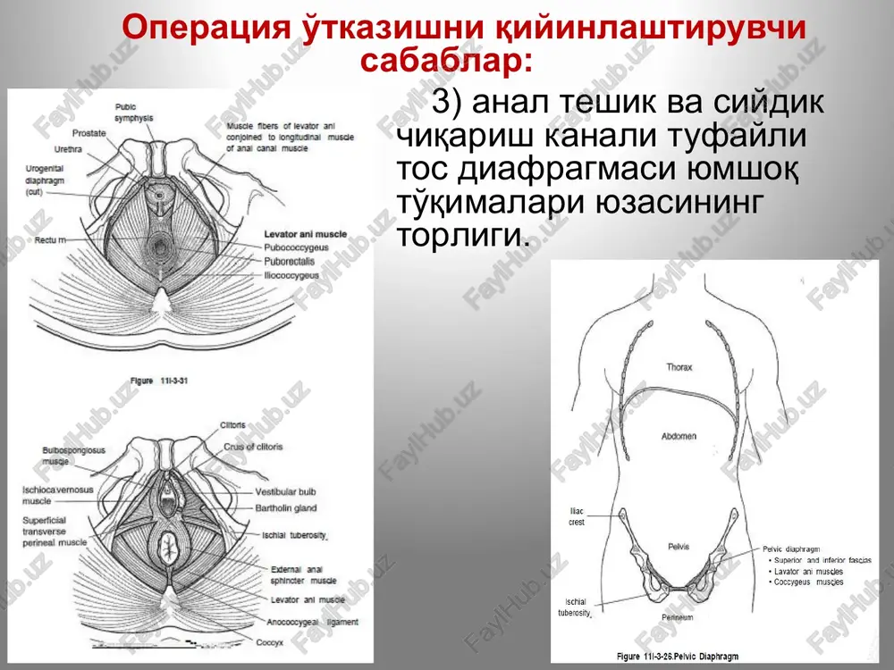 qism. oraliq topografik anatomiyasi anal qism: teri osti kletchatkasi, m.sphincter ani externus (teri osti qismi, yuza qismi va chuqur qismi), yon tomonlarda fossa isshiorectalis va alkokk kanali. siydik-tanosil qism: teri osti kletchatkasi, yuza kletchatka, chuqur kletchatka. jinsiy nerv blokadasi: oraliq orqali va qin orqali. blokadalar tos ichi blokadasi (shkolnikov-selivanov-tsodiks bo'yicha) patologik holatlar siydik pufagi jarohatida siydik joylashishi va tarqalishi. siydik chiqarish yo'li jarohatlanganda siydik joylashishi va tarqalishi patologik holatlar kriptorxizm moyak istisqosi varikotsele gipospadiya patologik holatlar qin va bachadon anomaliyalari. bachadon anomaniyalari. bachadon tushishi. gidrosalpinks. tsistotsele. rektotsele. patologik holatlar megakolon (girshprung kasalligi) - chambar ichak turli qismlarining “tug'ma agangliozi». ichakning zararlangan joyi keskin torayishi oqibatida proksimal bo'limi kengayib ketadi. ko'pincha aganglionar zona to'g'ri ichakning oraliq va ampula qismlarida, sigmasimon ichakning distal qismida joylashadi, natijada megakolon rivojlanadi. to'g'ri ichak tushishi. anorektal va urogenital tug'ma nuqsonlar turlari juda ko'p to'g'ri ichakning tug'ma rivojlanish nuqsonlari 5000-10000 chaqaloqning bittasida uchraydi. embriogenezda siydik yo'llari va …