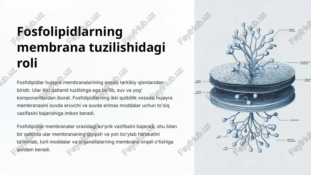 yon autofagiya deb ataladi va hujayrani yangilashda muhim rol o'ynaydi. 13 yadro: tuzilishi va genetik axborotni saqlashdagi roli hujayra yadrosining asosiy vazifasi genetik axborotni saqlash va naslga o'tkazishdir. yadro membranasi bilan o'ralgan yadro ovalsimon shaklga ega bo'lib, uning ichida xromosomalar joylashgan bo'ladi. xromosomalar dok molekulasidan iborat bo'lib, muvozanatli holatda bo'ladi va yadrodagi yadrochalarda konsentrlangan. yadrodagi dok molekulasi genetik axborotni saqlab turib, hujayra bo'linishi va irsiy belgilarning uzatilishida asosiy rol o'ynaydi. yadrodagi molekulyar jarayonlar ribosom yordamida sitoplazma va boshqa organellalarga yo'naltiriladi. 14 xulosa hujayra membranasi tuzilishi hujayra membranasi fosfolipidlar, xolesterin va turli xil oqsillardan tashkil topgan. ular membrananing fizik-kimyoviy xossalarini belgilaydi va moddalar almashinuvi, duelektrik xossalari, signal uzatish, energiya almashinuvi kabi jarayonlarda muhim rol o'ynaydi. organellalarning roli organellalar (xloroplas, mitoxondriya, endoplazmatik to'r, golji apparati, lizosomalar, yadro) fiziologik jarayonlarning yaxlit manzarasini vujudga keltiradi. har bir organella o'ziga xos tuzilish va funksiyalarga ega bo'lib, ular biri-biriga bog'liq ravishda ishlaydi. yaxlit tizim sifatida hujayra …