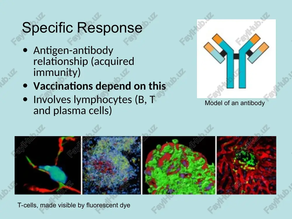 basic organization and function of the immune system - Page 5