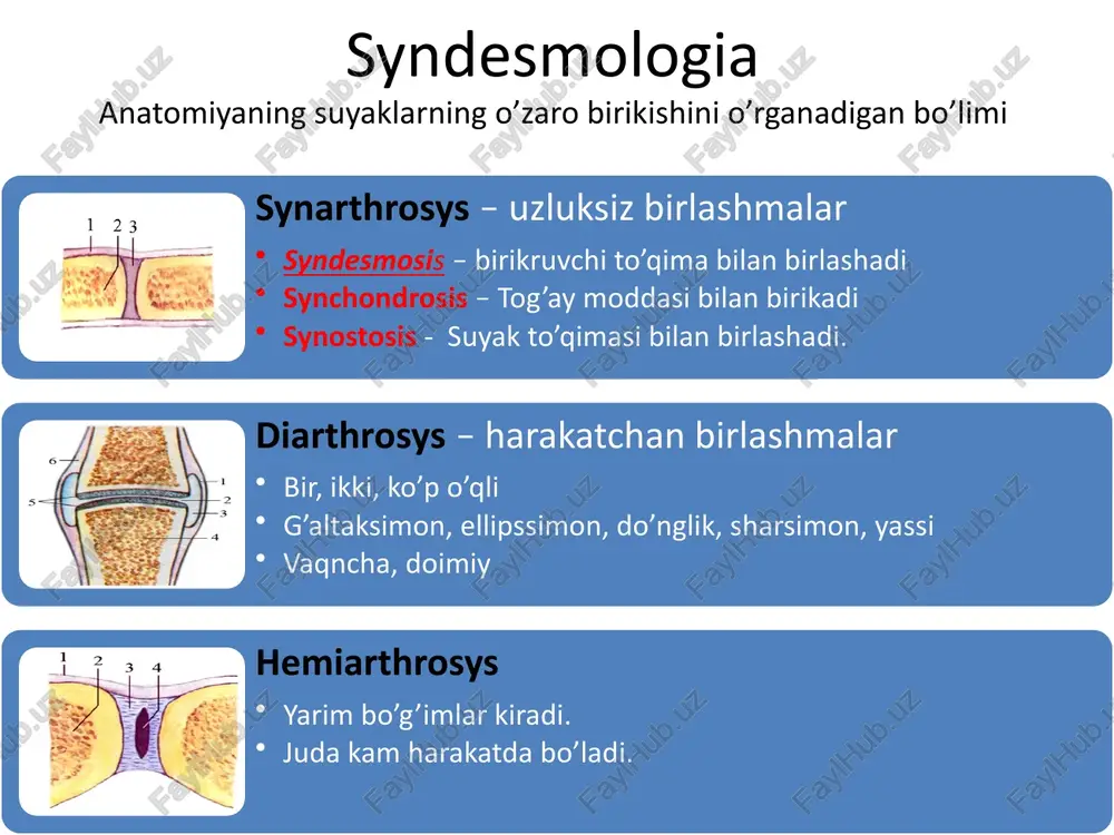 syndesmologiya–suyaklar birlashuvi haqida bilim - Page 5