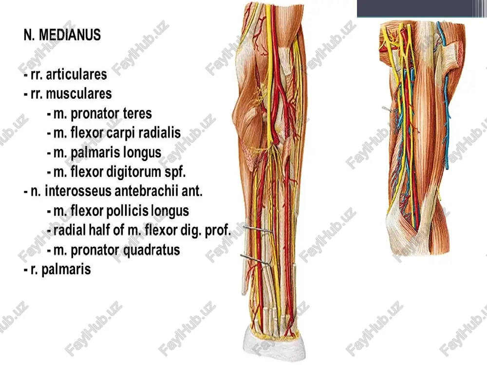nali hosil bo’ladi . bundan tirsak kollateral arteriyasi hamrohligidagi tirsak nervi o’tadi . orqa lateral tirsak egatida tirsak muskulining ostida o’rta kollateral arteriya ( a collateralis media va a . collateralis interossea ) orasidagi anastomoz joylashadi. tirsak bo’g’imi articulatio cubiti), murakkab bo’g’im bo’lib umumiy xalta bilan o’ralgan bo’lib 3 ta alohida bo’g’imdan iborat.ular 1 yelka tirsak bo’g’imi galtaksimon shaklda bo’lib unda yozish –bukish bajariladi. 2 yelka bilak bo’g’imi 3 proksimal bilak tirsak bo’g’imi silindr shaklda bo’lib unda pronatsiya va supinatsiya harakatlari bajarialdi. tashqari tomondan bo’g’im yon boylamlar tirsak va bialk kollateral boylamlari ( lig collateralis ulnare et radiale ) hamda bilak suyaginig halqasimon boylami ( lig annulare radii ) bilan mustahkamlanadi. oldingi tomondan yelka muskuli va uning tashqarisida bilak nervi orqa tomondan va yuqori da uch boshli muskulning payi pastki lateral tomondan supinator va tirsak muskuli ( m.anconeus ) qoplaydi. medial qismini esa muskullar qoplamaydi bu yerda bo’g’im xaltasi ustida …