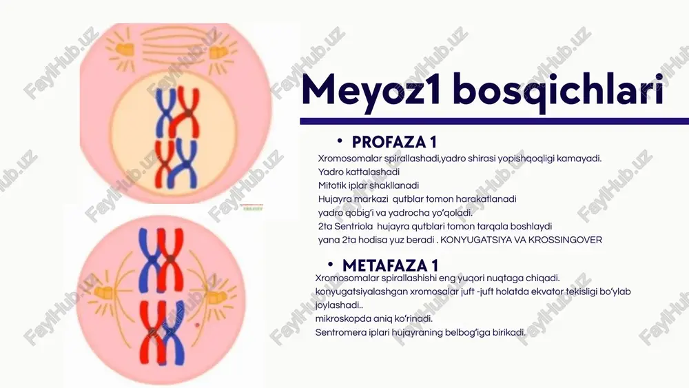 meyoz - Page 5