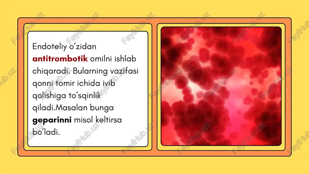 qon tomir endoteliysining tuzilishi - Page 5