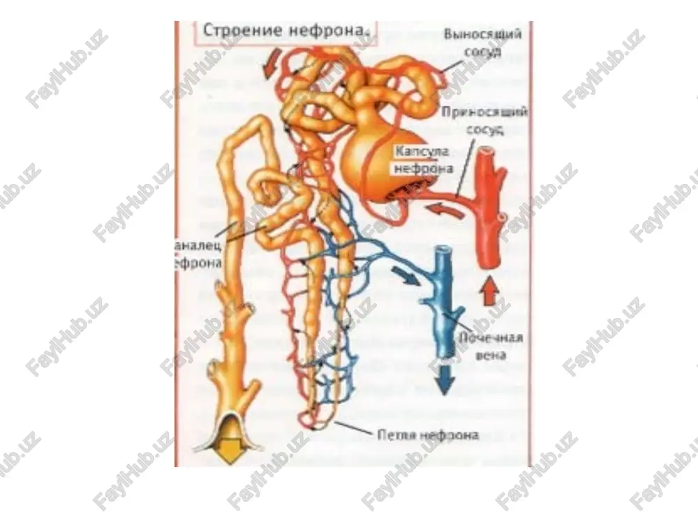 erta rivojlanadi. klinikasi (davomi) qon tizimida o'zgarish. eritropoetin sintezining kamayishi tufayli anemiya rivojlanadi, trombositlar funksiyasi buziladi, natijada qon ketishi vaqti oshib, ekhimoz, qon talashlar va ichki qon ketishlar yuzaga chiqadi. asab tizimining zararlanishi. periferik polineyropatiyalar tez avj olib, u paresteziya, oyoqlarining “kuyish” kabilarda namoyon bo'ladi. keyinchalik esa mushaklarda bo'shashishi, mushaklar qo'llar titrog'i, oyoqlarda qaltirashlar, hotiraning susayishi, uyquning buzilishi, o'tkir psihoz, epileksiyasimon tutqanoqlar, kam rivojlanadi. klinikasi (davomi) yurak- qon tomir va o'pkalarning zararlanishi. sbe ning eng ko'p uchraydigan belgisi bu arterial gipertoniya bo'lib, u “havfli”- ensefalopatiya, qaltroqlar hurujlari, ko'z tubiga qon quyilishi va ko'z nervining shishi bilan kechadi. sbe ning so'nggi bosqichlarida kardiomiopatiya rivojlanib, uning asosini yurakning zo'riqishi, gipertoniya gipervolimiya, anemiya, asidoz, elektrolitlar buzilishi tashkil etadi. klinik belgilari sifatida ritm buzilishlari va yurak yetishmovchiligi ko'rinishlari rivojlanadi. shuningdek, havfli asoratlardan biri sifatida gemorragik, perikardit (yurak tamponadasi, qon etishmovchiligiga sabab bo'ladi), o'pka shishi hisoblanadi. rentgenologik o'pka shishi “kapalak qanotlari” shaklida namoyon bo'ladi, bu …