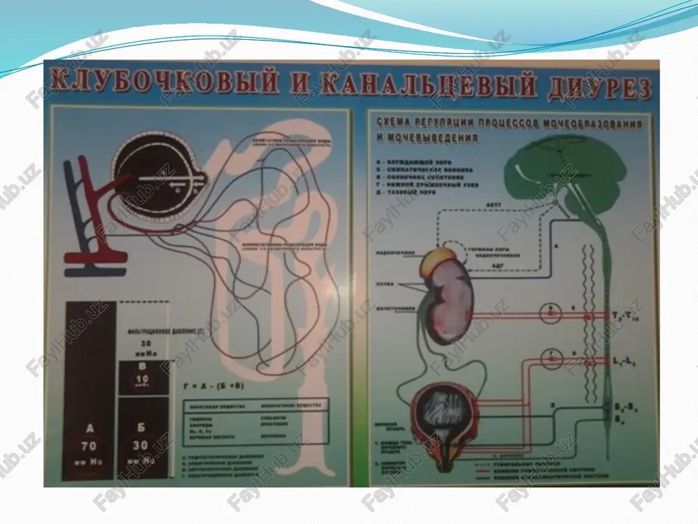 ish mexanizmi bo’yicha: a) buyrakka bog’liq gematuriya – siydikning hamma (masalan, o’tkir glomerulonefritlarda) porsiyalarida bo’ladi. b) siydik ajratish yo’llari gematuriyasi – siydikning boshlang’ich porsiyalarida bo’ladi. masalan: buyrak tosh kasalligi, siydik ajratish yo’llarida o’smalar bo’lganida. siydikning patologik tarkibi proteinuriya – siydikda oqsilning paydo bo’lishi, normada bo’lmaydi. fiziologik proteinuriya – chaqaloqlarda, homiladorlarda, og’ir jismoniy ishlarda, issiqdan sovuqqa tez o’tilganda. patologik proteinuriya rivojlanish mexanizmi bo’yicha 2 xil turi farq qilinadi: a) koptokchalarga bog’liq proteinuriya – filtrlovchi membrana o’tkazuvchanligi ↑. masalan: infeksion- allergik glomerulonefritda, buyrakning qon bilan ta’minlanishi buzilganda, masalan: gipertoniya kasalligida, yurak yetishmovchiligida. bu kasalliklarda oqsilning (asosan albuminlar) ko’p filtirlanishi natijasida reabsorbsiyalanishga ulgurmaydi va siydik bilan ajraladi. kuchli shikastlanishlarda esa yirik molekulali oqsillar ham ajraladi. b) kanalchalarga bog’liq proteniuriya – bu kanalchalarda oqsilning qayta so’rilishi buzilganda. masalan: kanalchalarning proksimal qismi epiteliyalari shikastlanganda, nekronefrozlarda, amiloidozlarda; kanalchalarda oqsilning qayta so’rilishida ishtirok etuvchi fermentlar yetishmasligida; buyraklarda limfa oqimi buzilganda – limfotok buzilganda buyrak parenximasida shishlar rivojlanadi …