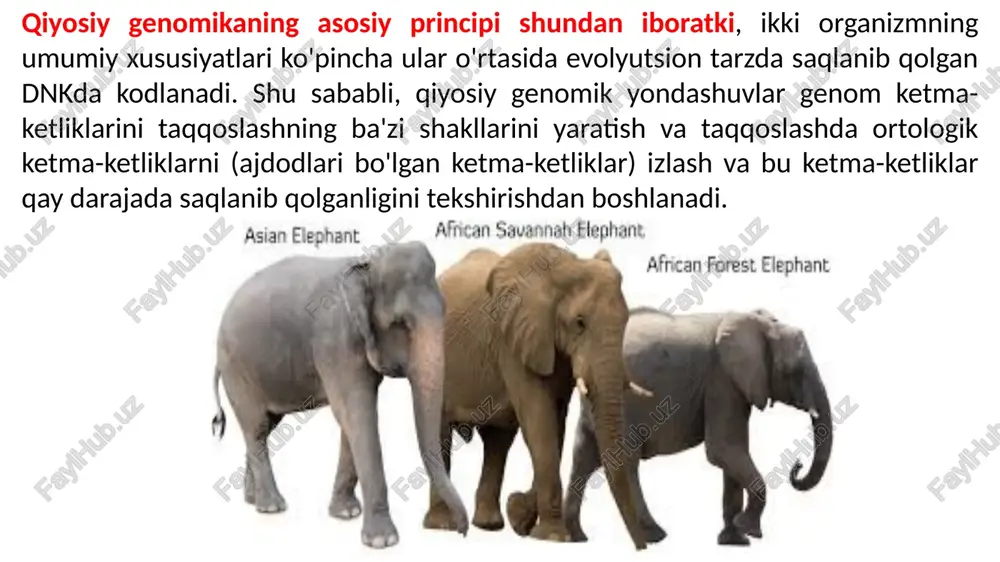 izmlar kelib chiqish jarayonlarini rekonstruksiya qilishda (qayta qurishda) yangi istiqbollarpni yaratdi. genomik tadqiqotlar evolyutsiya jarayonining uchta asosiy yo'nalishini ajratib ko'rsatdi va tavsifladi: vertikal evolyutsiya (evolyutsiya "yuqoriga") har xil turlarda gomolog bo'lgan ajdodlarning ortologik genlari asosiy to'plamining irsiylanishi bilan tavsiflanadi. duplikatsiya, mutatsiya va rekombinatsiya jarayonlari paralog (bitta genomda homolog) genlarning shakllanishiga olib keladi, bu oqsillar to'plamining va yaqin turlarda fenotipik o'zgarishlar diapazonining kengayishiga olib keladi. 2. reduksion evolyutsiya (evolyutsiya “pastga”) organizmlarning muhit sharoitiga moslashishlari natijasida, ularda genlar sonining qisqarishiga, funksiyalarni, metobolizm yo’lini, organellarni va boshqa shu kabilarni yo’qolishiga olib keladi. bunga ko’plab patogen bakteriyalar yaqqol misol bo’ladi, ya’ni obligat parazitlar “xo’jayin” hujayraning metobolik tizimlaridan foydalanadilar va o’zlarining o’xshash analog sistemalariga ehtiyoj sezmaydilar. 3. lateral’ genomika - turli domenlarga tegishli yaqin va filogenetik jihatdan uzoq turlar o’rtasida genlarning gorizontal’ o’tishiga asoslangan evolyutsion yo’nalish. gorizontal gen almashinuvi ayniqsa eubakteriyalar va arxebakteriyalarda turlar xilma-xilligiga olib kelgan asosiy mexanizmlardan biri hisoblanadi. ortologik genlar - filogenetik …