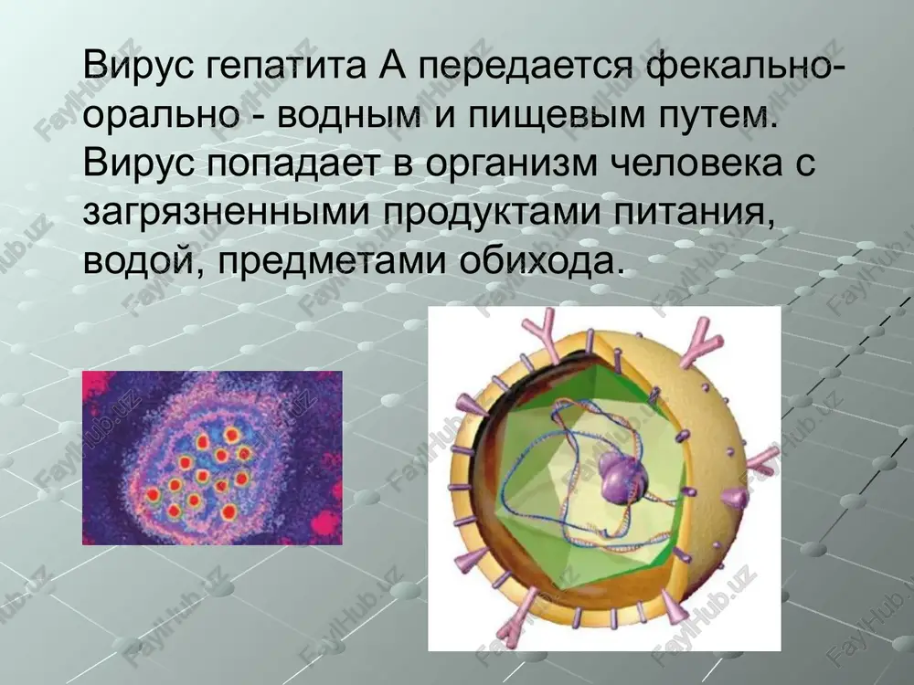 gepatit - Page 5