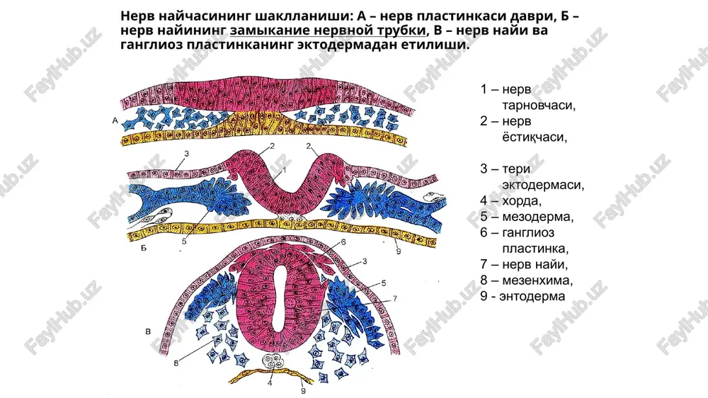 tsitoplazmada yirik mitoxondriya, kiritmalar va pigmentlar bor. sekretor faoliyati: miya bo'shlig'iga faol biologik aktiv moddalar ajratadi. tannitsitlar: ependima hujayralarning bir turi bo'lib, deyarli kipriklari bo'lmaydi. ularning o'simtalari miyaga yo'nalgan bo'lib, qon tomirlarda tugaydi. ontogenezda bu hujayralar neyroblastlar tomon yo'nalgan bo'ladi. orqa miya kanalining ependimogliotsitlari. 1 –orqa miya kanali (bo'shliq) 2 – kulrang modda, 3 – ependima hujayralari, 4 – ependimo gliotsit- larning o'simtalari. mikrogliya mikrogliya: monotsitar kelib chiqishga ega bo'lgan mayda hujayralar bo'lib, ular oq va kulrang moddada joylashgan. bu hujayralar uzun shoxlanuvchi o'simtalarga ega, kam sonli donador ept va ko'p sonli lizosomga ega. ular bo'linmaydi. bu hujayralar xarakatlanuvchi va o'zining shaklini taminlab turuvchi makrofaglar rolini bajaradi. miya mikrogliyasi nerv tolalari nerv hujayraralarning o'simtalari dendrit va aksonlar shvann hujayralari yoki lemmotsitlar deb nomlanadigan oligodendrotsitlardan iborat parda bilan o'ralgan. mielinli va mielinsiz nerv tolalari farqlanadi. mielin pardali tolalarda qalin mielin qavati bo'ladi. odatda bosh va orqa miyaning oq moddasining tolalari, shuningdek …